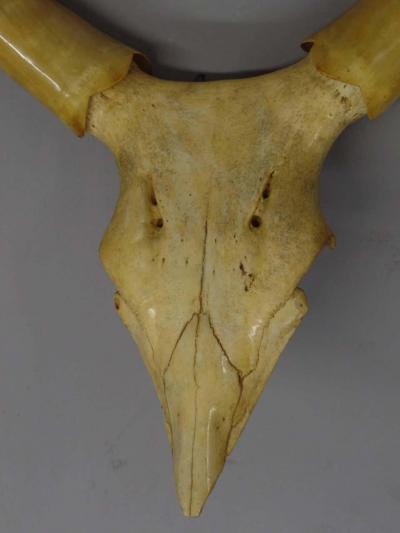 Large Dramatic Horn Sculpture