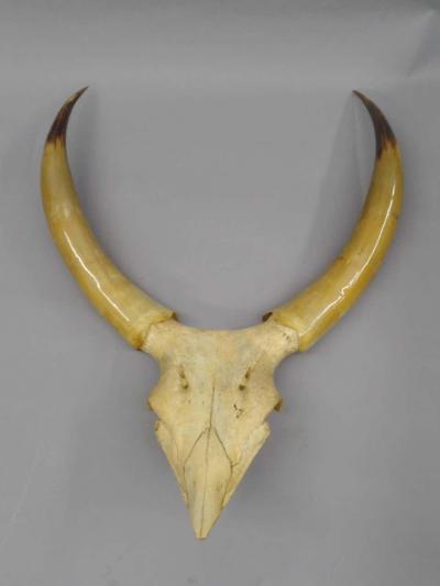 Large Dramatic Horn Sculpture