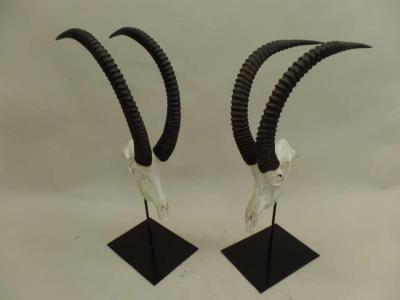 Large Pair of Sable Antelope Mounted Skulls with Curved Ringed Horns