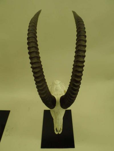 Large Pair of Sable Antelope Mounted Skulls with Curved Ringed Horns