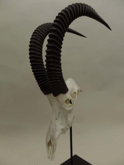 Large Pair of Sable Antelope Mounted Skulls with Curved Ringed Horns
