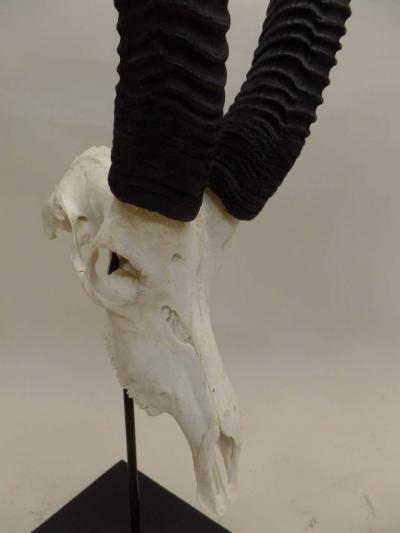 Large Pair of Sable Antelope Mounted Skulls with Curved Ringed Horns