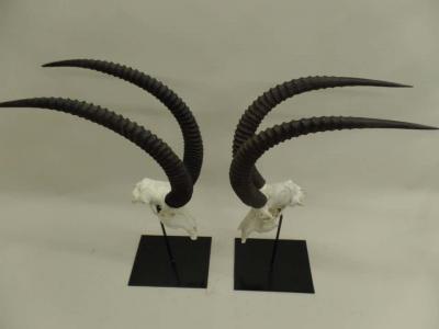 Large Pair of Sable Antelope Mounted Skulls with Curved Ringed Horns