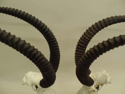 Large Pair of Sable Antelope Mounted Skulls with Curved Ringed Horns