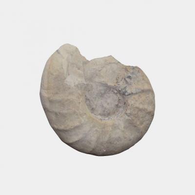 Large Prehistoric Ammonite
