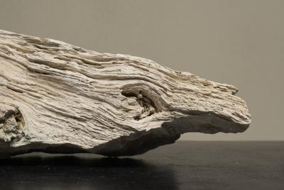 Large Prehistoric Natural Piece of Petrified Wood