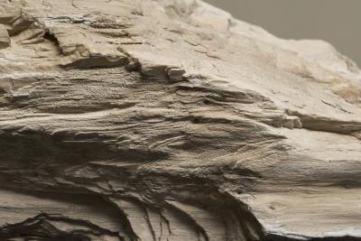 Large Prehistoric Natural Piece of Petrified Wood