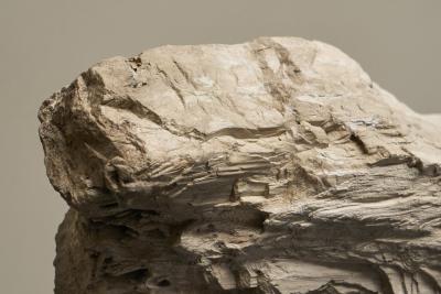 Large Prehistoric Natural Piece of Petrified Wood