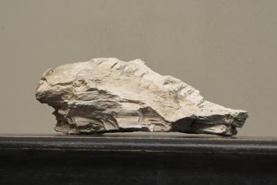 Large Prehistoric Natural Piece of Petrified Wood