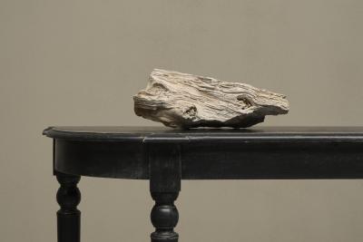 Large Prehistoric Natural Piece of Petrified Wood