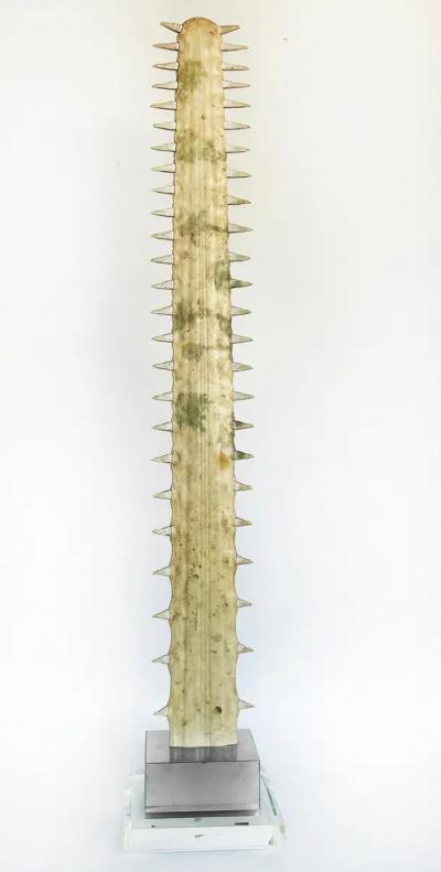 Large Sawfish Bill Rostrum Trophy Mounted on Chrome Lucite 1970s