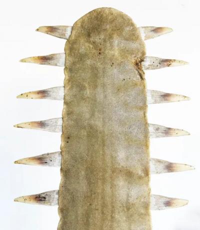 Large Sawfish Bill Rostrum Trophy Mounted on Chrome Lucite 1970s