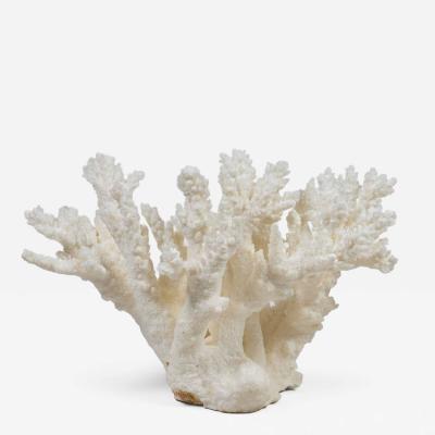 Large Staghorn Coral
