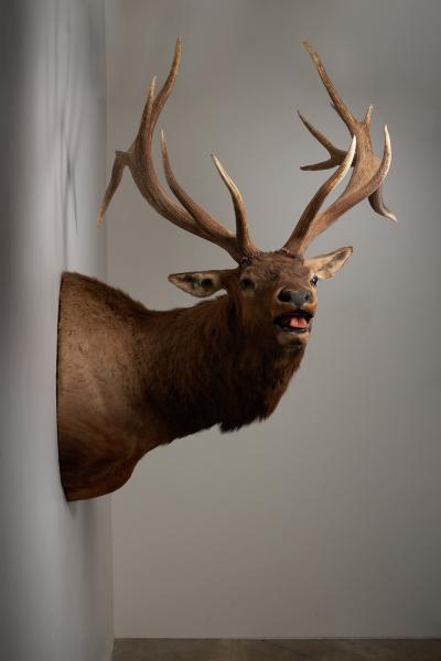 Large Taxidermy Elk Shoulder Mount