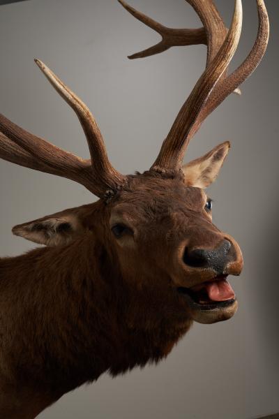 Large Taxidermy Elk Shoulder Mount