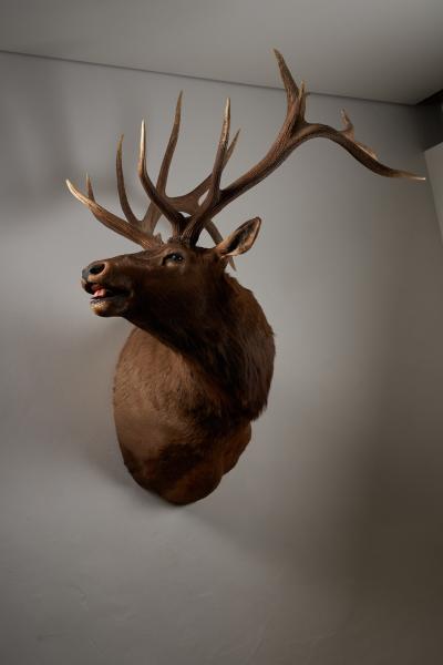 Large Taxidermy Elk Shoulder Mount