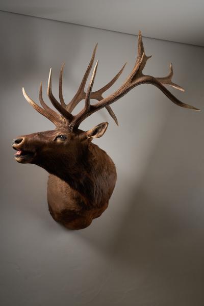 Large Taxidermy Elk Shoulder Mount