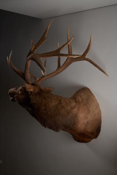Large Taxidermy Elk Shoulder Mount