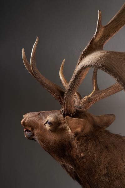 Large Taxidermy Elk Shoulder Mount