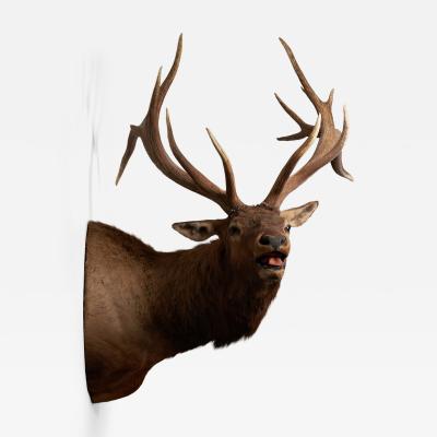 Large Taxidermy Elk Shoulder Mount