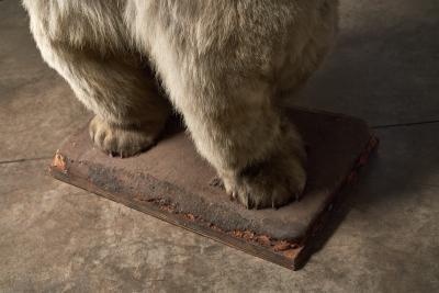 Large Taxidermy Full Body Polar Bear Mount 20th Century