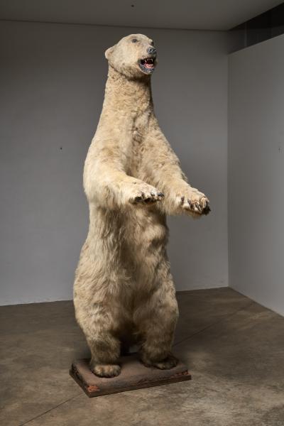 Large Taxidermy Full Body Polar Bear Mount 20th Century
