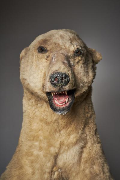 Large Taxidermy Full Body Polar Bear Mount 20th Century