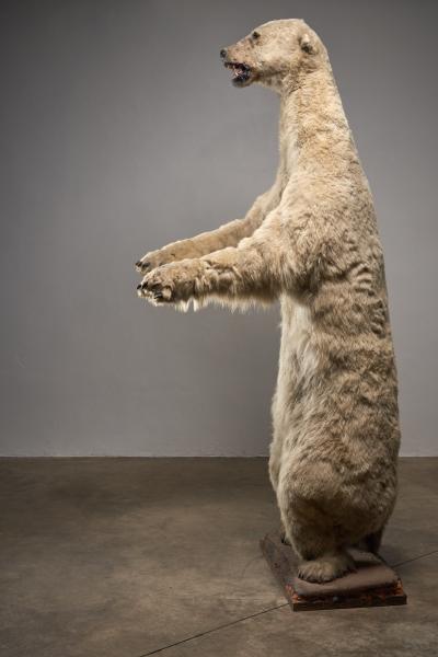 Large Taxidermy Full Body Polar Bear Mount 20th Century