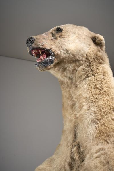 Large Taxidermy Full Body Polar Bear Mount 20th Century