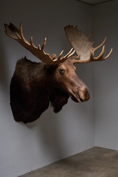 Large Taxidermy Moose Head Mount