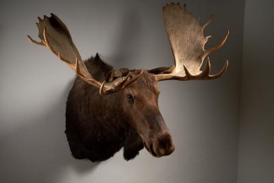 Large Taxidermy Moose Head Mount