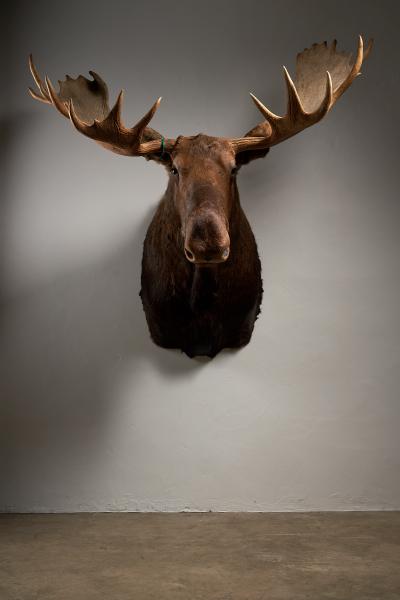 Large Taxidermy Moose Head Mount