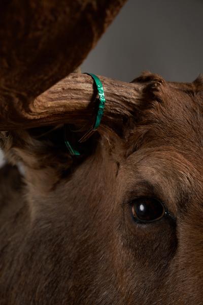 Large Taxidermy Moose Head Mount