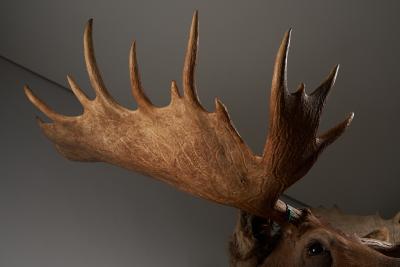 Large Taxidermy Moose Head Mount