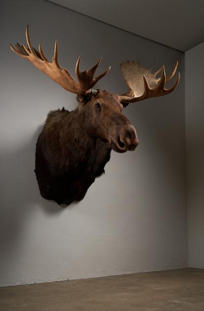Large Taxidermy Moose Head Mount