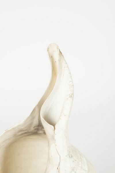 Large Vintage Conch Shell Lamps