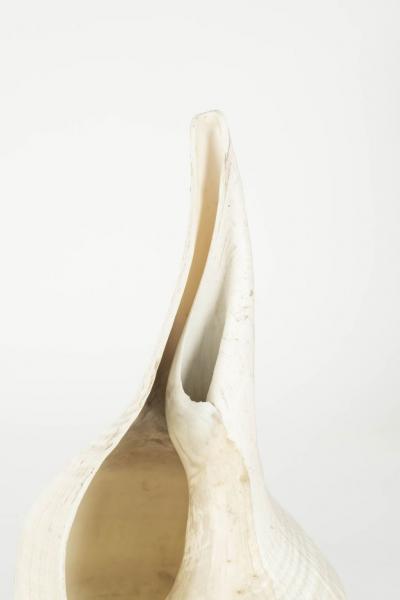 Large Vintage Conch Shell Lamps