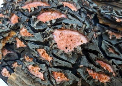 Laura Greaca Pulsation Art by Laura Greaca