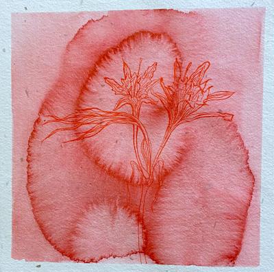 Laura Partin Sea Daffodil