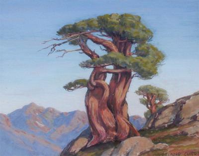 Leland S Curtis Sierra Juniper