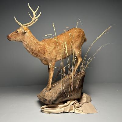 Life Size Taxidermy Full Body Deer on Faux ConcreteBase Barasingha