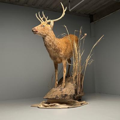 Life Size Taxidermy Full Body Deer on Faux ConcreteBase Barasingha