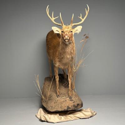 Life Size Taxidermy Full Body Deer on Faux ConcreteBase Barasingha