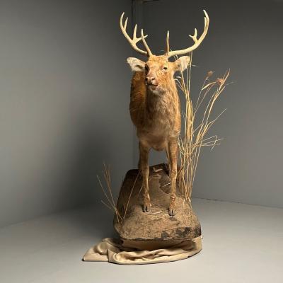 Life Size Taxidermy Full Body Deer on Faux ConcreteBase Barasingha