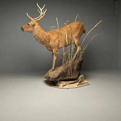 Life Size Taxidermy Full Body Deer on Faux ConcreteBase Barasingha