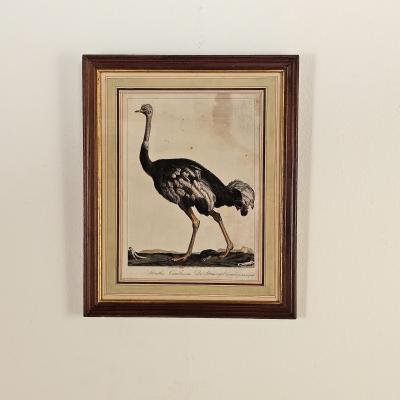 Linnaeus Engraving of an Ostrich Netherlands circa 1760