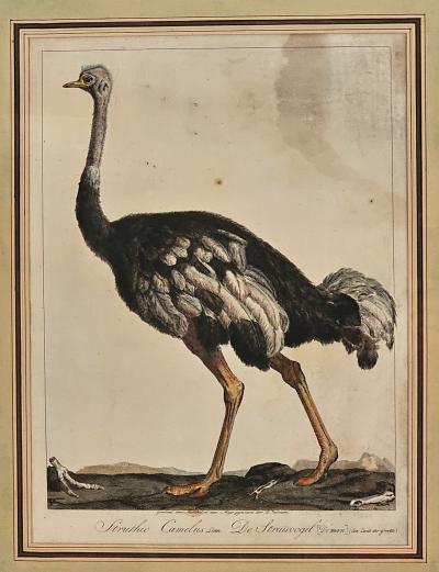 Linnaeus Engraving of an Ostrich Netherlands circa 1760