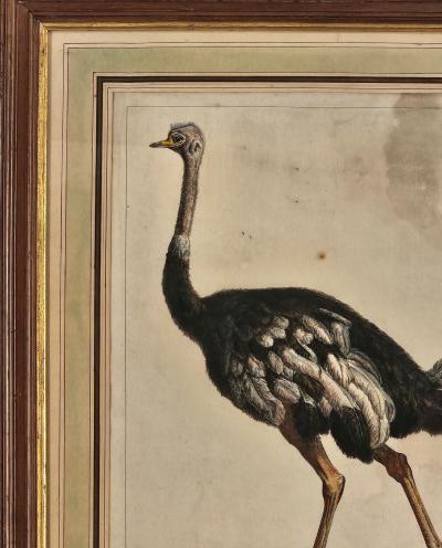 Linnaeus Engraving of an Ostrich Netherlands circa 1760