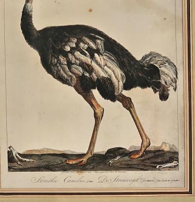Linnaeus Engraving of an Ostrich Netherlands circa 1760