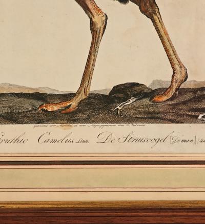 Linnaeus Engraving of an Ostrich Netherlands circa 1760
